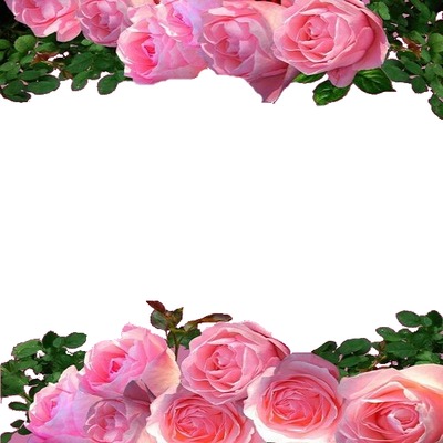 rosas rosadas. Fotomontaža