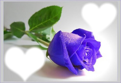 Blue Rose Photomontage