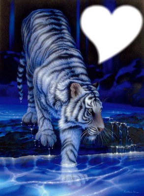 tigre b lanc Fotomontage