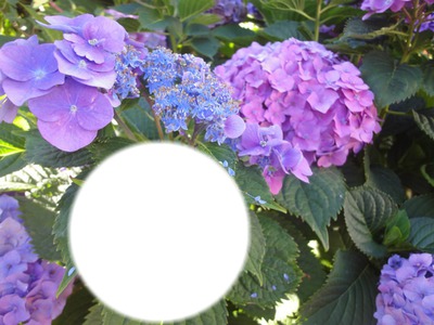 Blaue Hortensienvariationen Photo frame effect