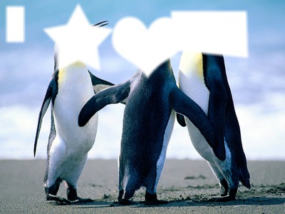 Os tres pinguins loucos Fotomontagem