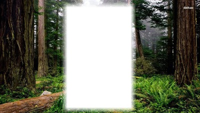 Fenyő erdő Fotomontage