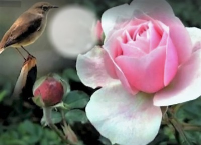 rose et oiseau Fotomontaggio