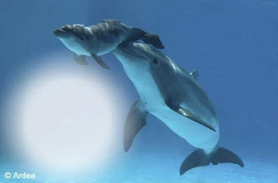 dolphins Photo frame effect