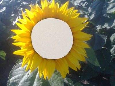 Sunflower Photo frame effect