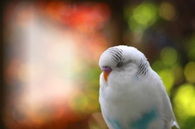 Parrot, Wellensittich Photo frame effect