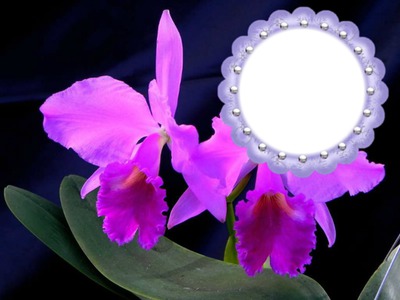 cadre orchidées Fotomontáž