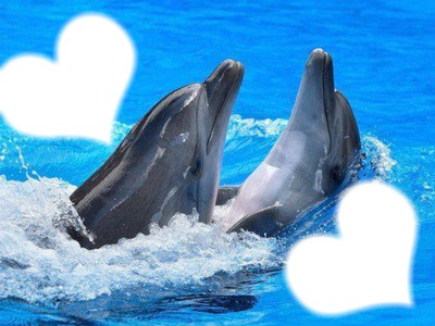 trop beau les dauphins Fotómontázs