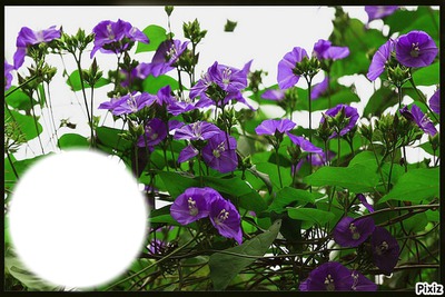Fleurs violette Fotomontažas