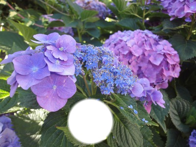 variations sur hortensias bleus Fotomontaggio