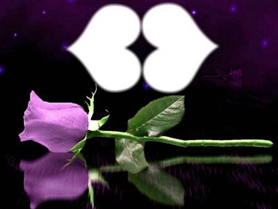 rose purple Photomontage