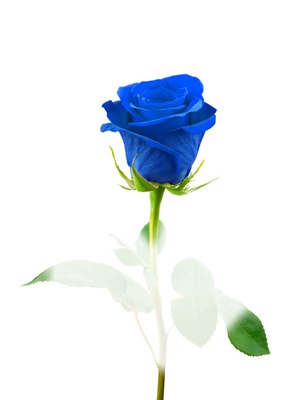 rosas azules Fotomontage