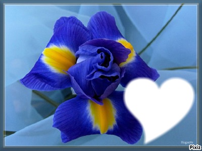 Trés fleurs bleue* Φωτομοντάζ