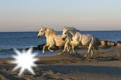 chevaux Fotomontáž