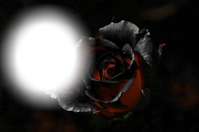 rose rouge et noir Photo frame effect