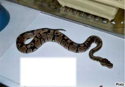 python royal Fotomontaža