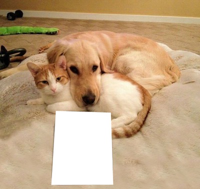 perro con gato abrazados pa texto o colocar una imagen Fotomontaż