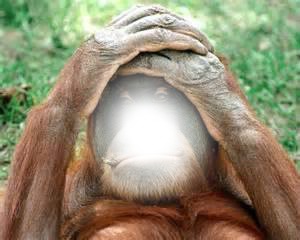 orang outan Photo frame effect