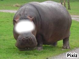 hippopotame Montaje fotografico