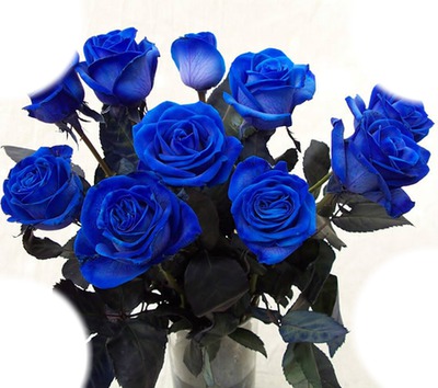 Rosas Azules Fotomontagem
