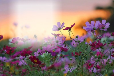 Les fleurs Фотомонтаж