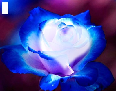 Flor Azul Valokuvamontaasi