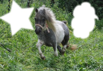 cheval dans la nature Fotomontaggio
