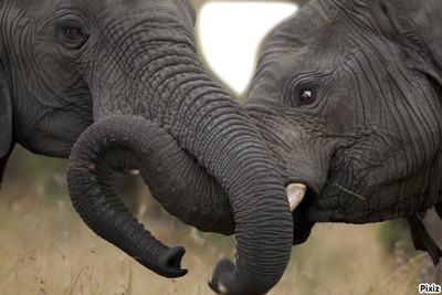 elefant Fotomontage