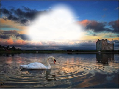 Swan on Lake in Scotland フォトモンタージュ