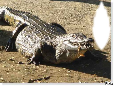 crocodile フォトモンタージュ
