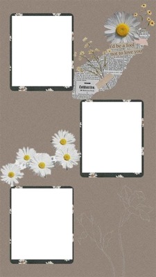 marco con flores margarita, para tres fotos. Fotomontaža