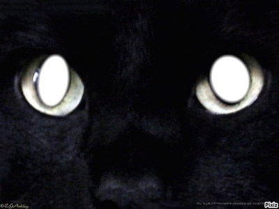 yeux chatons Fotomontāža