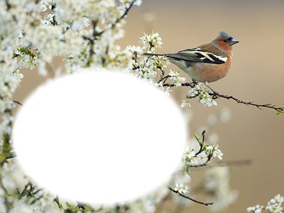 Oiseau - nature Photo frame effect