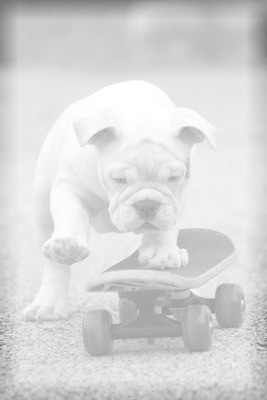 perrito skate cool hipster By:@Ludmimartins Valokuvamontaasi
