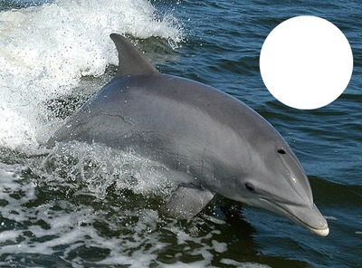 le dauphin sauteur Fotomontāža