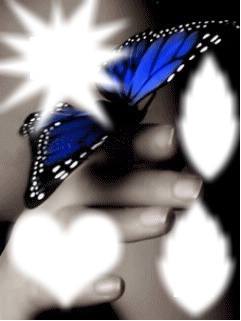 papillons divers Montage photo