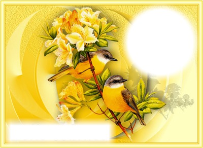 oiseaux jaune Fotomontage