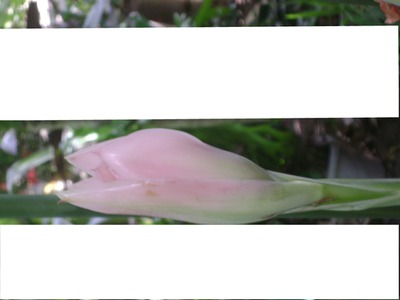orquídea Photo frame effect