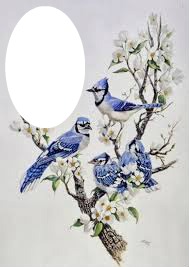 oiseaux Fotomontage