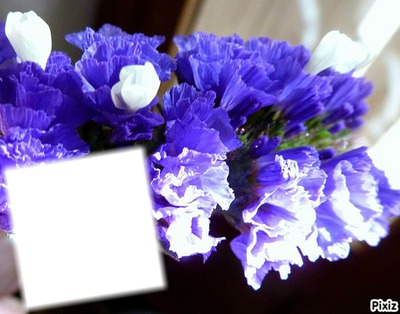 *Trés fleurs bleue* Montaje fotografico