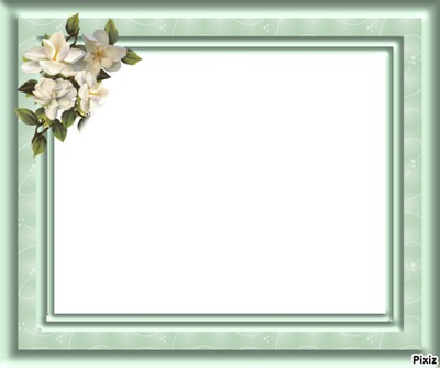 jasmines blancos Photo frame effect