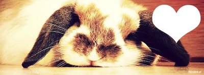 Bunny Photo frame effect