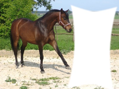 cheval brun Fotomontaż
