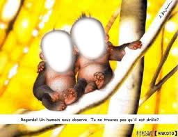 monkey Photomontage