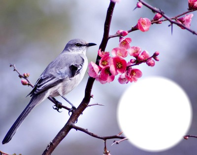 Oiseau sur branche en fleurs フォトモンタージュ