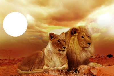 les amoureux lion Photomontage
