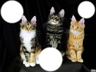 Chatons au garde a vous!! Photomontage
