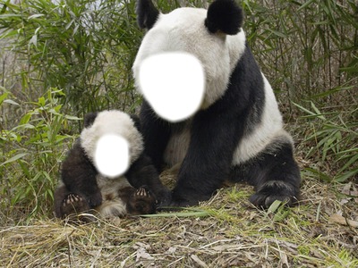 panda ! Fotomontáž