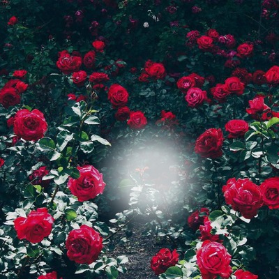 розы Фотомонтажа