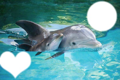 delfin Fotomontaż